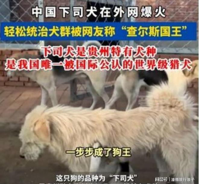 ”爆火！身价飙升至10万美元狗主人被扒pg电子模拟器试玩贵州