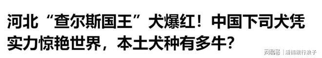 ”爆火！身价飙升至10万美元狗主人被扒pg电子模拟器试玩贵州下司犬“查理国王(图2)