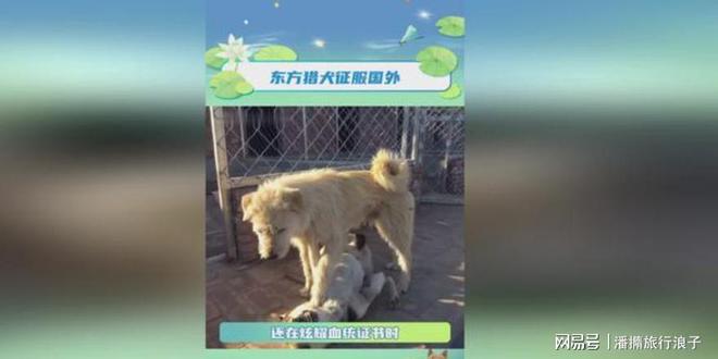 ”爆火！身价飙升至10万美元狗主人被扒pg电子模拟器试玩贵州下司犬“查理国王(图5)