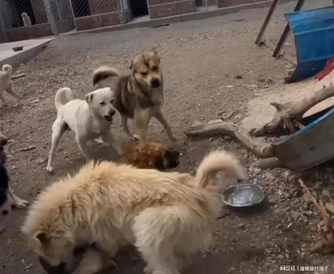 ”爆火！身价飙升至10万美元狗主人被扒pg电子模拟器试玩贵州下司犬“查理国王(图7)