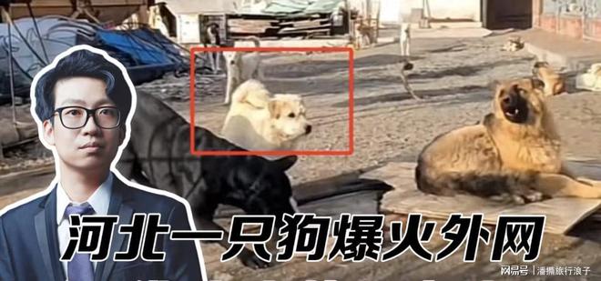 ”爆火！身价飙升至10万美元狗主人被扒pg电子模拟器试玩贵州下司犬“查理国王(图4)