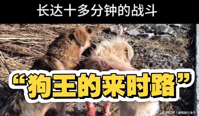 ”爆火！身价飙升至10万美元狗主人被扒pg电子模拟器试玩贵州下司犬“查理国王(图13)