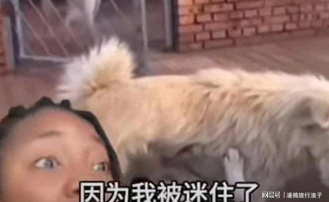 ”爆火！身价飙升至10万美元狗主人被扒pg电子模拟器试玩贵州下司犬“查理国王(图12)