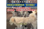 ”爆火！身价飙升至10万美元狗主人被扒p